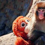 Punch, the baby monkey, turns 1: His childhood loneliness has turned him into a baby protector and he’s received 25000 birthday cards on his special day