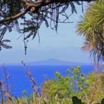 How 280,000 volunteer-planted trees transformed New Zealand's Tiritiri Matangi from a degraded island into a conservation sanctuary