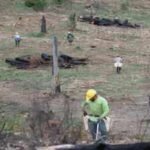 California's Ranch Fire burned 459,123 acres in 53 days; eight years later, crews planted 71,000 seedlings across the scar in eight days