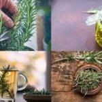 Exploring memory, focus and brain health benefits of this kitchen herb