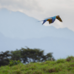 Scientists are using thousands of hours of rainforest sound recordings to teach AI to recognise birds that were previously difficult to identify |