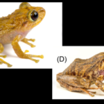 Scientists found a new species hiding in a museum drawer for more than a century; the Ecuadorian frog had been mistaken for another species |