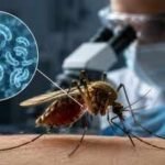 Scientists found a new way to stop malaria: Let the mosquito live, but kill the parasite inside it |