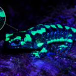 Scientists found fire salamanders glow blue-green under ultraviolet light, with their skin glands producing fluorescent secretions |