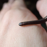 Scientists overturned hundreds of rocks in Barbados and finally found the world's smallest snake after 20 years |