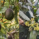 Scientists solve the 100-year-old mystery behind why avocado flowers change sex over two days |
