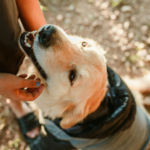 Scientists trained 182 pet dogs to sniff out one of America's most destructive invasive insects, and most successfully found its hidden eggs |