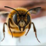 Scientists trained honeybees to recognise human faces, showing how tiny brains can distinguish faces by the arrangement of their features