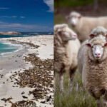 In 1850, a California rancher brought 45 sheep to San Miguel Island; by 1862 there were 6,000, and after grazing denuded the island the last 148 were eliminated in 1966