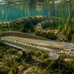 Since the 1980s, Florida’s biggest threat has been Burmese pythons; but this snake-like fish may be even worse for the Everglades ecosystem |