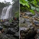 A 38-year-old tourist dies after being bitten by a snake at Amboli Waterfall; What travellers must know before visiting Maharashtra’s monsoon hotspot |