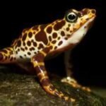 South American frogs are losing their poisonous skin which keeps them safe from predators: Scientists reveal how they could get it back |