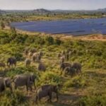 Sri Lanka planned 17 solar projects in Hambantota, but the development could reduce scrubland used by more than 400 elephants