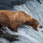 Alaska's live bearcam has become a summer hit: 7.3 million views in six weeks as brown bears gather at Brooks Falls to catch salmon