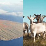In 1793, goats were introduced to Hawaii’s Kahoʻolawe; their population later reached about 50,000, and 200 years later the last feral goat was removed after severe vegetation loss and erosion