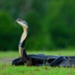 Mushroom hunters entered a Nepal forest and found a nest built by the only snake known to make one. Officials have now restricted access while conservationists monitor the site