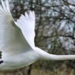 In 1962, five pet mute swans escaped in Maryland; within four decades their descendants neared 4,000 and were eating 10.5 million pounds of Chesapeake Bay grasses a year