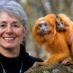 The golden lion tamarin seen on a R$20 banknote nearly vanished from Brazil: Zoologist Devra Kleiman helped bring it back