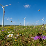 The ground beneath 394-foot wind turbines in Poland became unexpected nesting and feeding grounds for wild bees in farmland