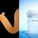 Nature invented biodegradable plastic millions of years ago and animals have been eating it ever since; scientists now think it could offer a clue to Earth’s plastic crisis