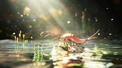 Insect Fossil Texas 324 Million Year: A 324-million-year-old fossil from Texas preserves an early insect with 24 legs and paddle-like limbs on its abdomen, suggesting insects did not leave water for land in one sudden evolutionary jump