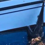 In 2024, fishers accidentally caught a 2.5-metre goblin shark alive off the Canary Islands, marking the first recorded live sighting of the species there |