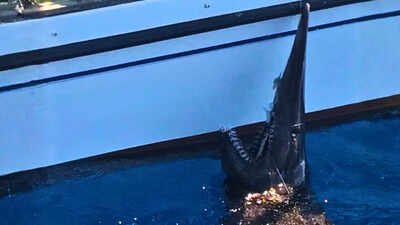 In 2024, fishers accidentally caught a 2.5-metre goblin shark alive off the Canary Islands, marking the first recorded live sighting of the species there |