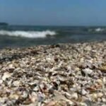 Thousands of zebra mussels were detected in Spain's Ebro River in 2001; today they are collapsing structures and pipes with a population of 40,000 per square meter