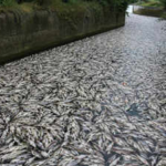 Tons of fish die in Polish canal as toxic golden algae bloom sparks fears of another major ecological disaster﻿ | World News