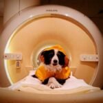 Dog parents, you were right all along! Scientists finally find dogs can tell when you’re sad, scared, or angry – here’s why they want you to smile