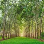 In 2021, an Ohio family set out to restore 60 acres of abandoned mine land; five years later, native trees are bringing it back to life