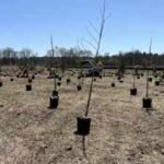 A 112-acre New Jersey restoration project is planting about 50,000 native trees and shrubs, creating vernal pools and rebuilding Raritan River floodplain habitat
