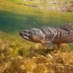 In 1953, construction narrowed Cape Cod's Fresh Brook; a concrete weir then blocked sea-run brook trout from their spawning grounds, and 73 years later it is set to be removed to bring the native trout back