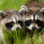 Two pairs of North American raccoons were released in Germany's Kassel, today it is called the 'raccoon capital of Europe' with a population of around 30,000 animals and a disturbed public life