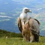 Why vultures don't get sick from eating rotten meat; the remarkable adaptations that make them nature's ultimate clean-up crew