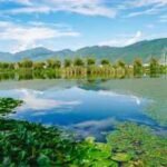 US researchers tracked nearly 450 coastal wetlands for up to 20 years; 84% were sinking towards open water and only 16% kept pace with rising seas