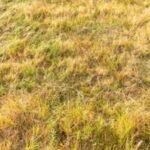 Why has Britain's grass turned yellow? Scientists warn about the future of the island after 'driest month ever'