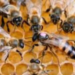 Honey: Only three Hawaiian producers meet America’s organic honey framework; scientists say the rules may be unnecessarily strict