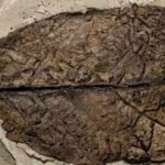 12-million-year-old fossil leaf from the Himalaya reveals a previously unknown fungal species |