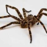 Scientists tested spiders as living DNA traps; their stomach contents can reveal which insects and other animals are living around them