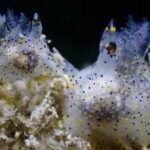 Meet Ho-Yeung Chan, the student who accidentally discovered a new sea slug smaller than a grain of rice |