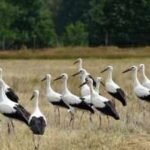 White storks vanished from Southern Sweden in the 1950s; a wetland revival now aims to support 100 breeding pairs |