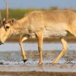 Kazakhstan lost 200,000 saigas in a devastating die-off in 2015; now the population has surged past 4.6 million creating tensions with the human population |