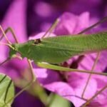 Meet Thorin Jonsson, the biologist who used 165-million-year-old insect wings to recreate the sounds of a Jurassic forest |