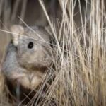 Australia brought digging mammals back to an 8,000-hectare sanctuary; 8 years later, scientists found they had reshaped underground insect communities |