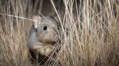 Australia brought digging mammals back to an 8,000-hectare sanctuary; 8 years later, scientists found they had reshaped underground insect communities |