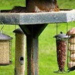 Food and water feeding centres for wild birds can highly increase the risk of a deadly parasite |