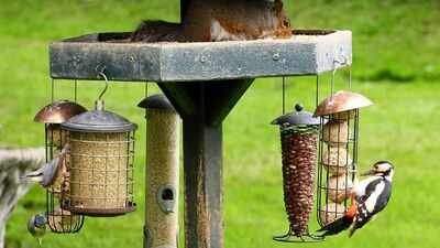 Food and water feeding centres for wild birds can highly increase the risk of a deadly parasite |