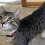 Domestic cats kill 2.4 billion birds annually in US; scientists made bright cat collars which reduce bird kills by 61% |