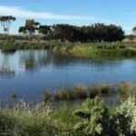 Australia planted vast commercial forests across the Green Triangle; decades later, wetlands are running dangerously low |